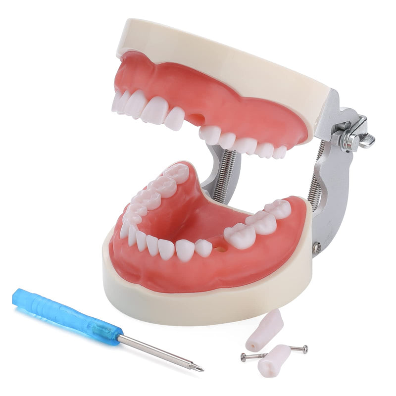 Typodont Teeth Model - Dental Practice Typodont Model with Removable Kilgore Typodont Teeth and a Small Screwdriver 32 teeth model
