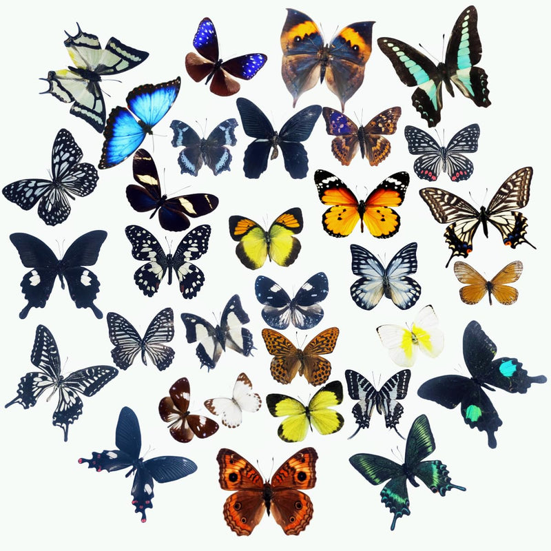 15 pcs of Real Dried Dead Butterflies with Spread Wings Shaped, Natural unmounted Butterfly specimens for Art, Decorations, Taxidermy and Gifts for Kids and Family(15 Pcs Butterfly) 15 Pcs Butterfly （No Frame）