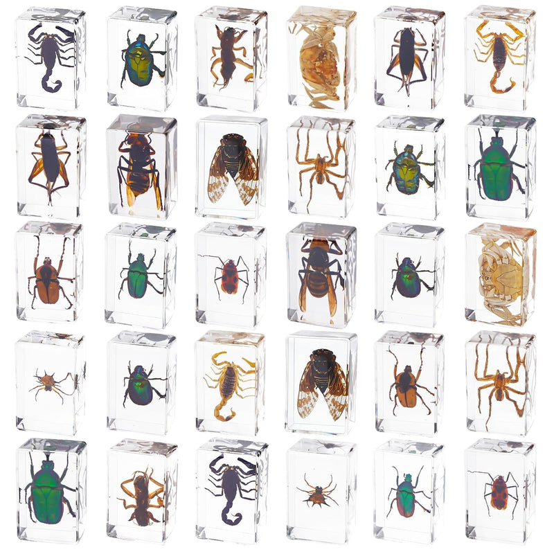 30 PCS Insect in Resin Specimen Bugs Collection Paperweights, Various Taxidermy Bugs Insect Preserved in Resin for Kids Scientific Educational Display Supplies