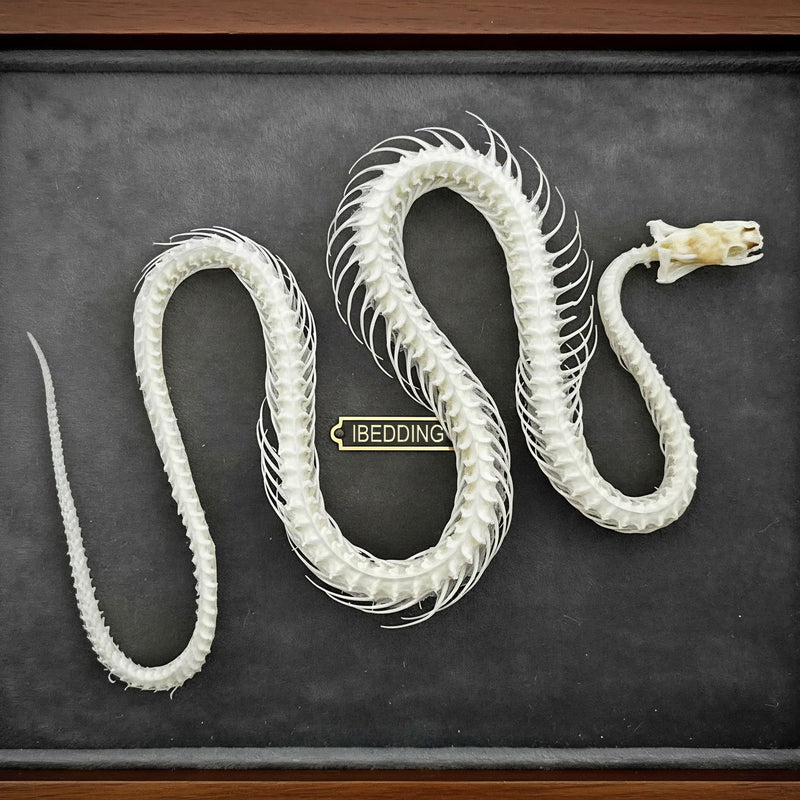 Taxidermy Real Animals Skull Decor - Model Animals Bones Specimen,Taxidermy Supplies for Science Education,Collection (Snake Skeleton) Snake Skeleton