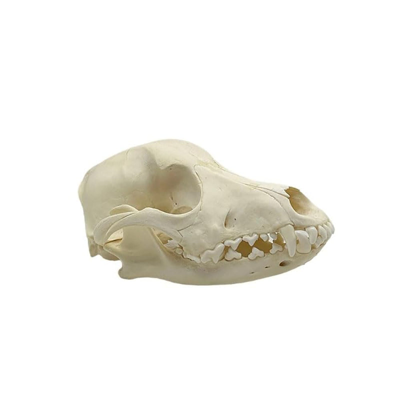 Taxidermy Real Animals Dog Skulls, Real Bones Specimen, Taxidermy Supplies for Science Education, Special Gift (Dog Skull) Dog Skull