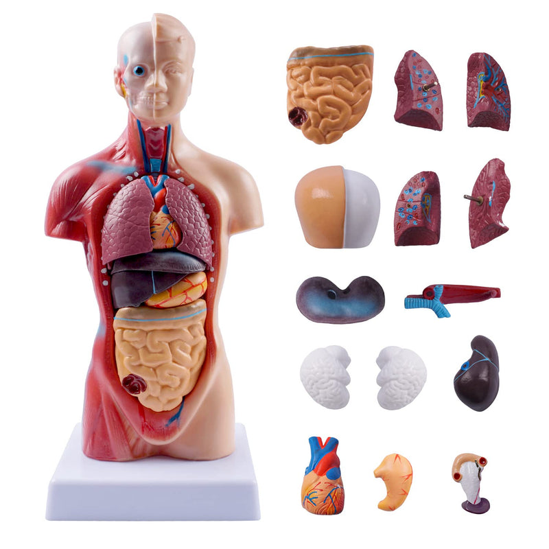 breesky 10.5inch Medical Torso Human Body Model Anatomy Doll 15 Removable Parts Education Organs Model for Teaching Study Class Students 10.5 inch 15 Part Human Torso Model