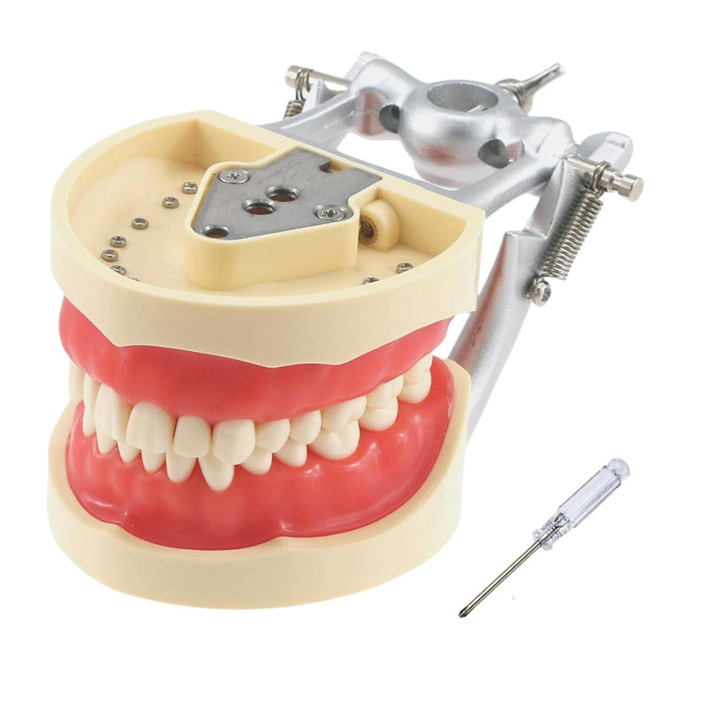 Dental Typodont Teeth Model, with 32 pcs Removable Teeth Compatible with Kilgore Nissin 200 Type for Teaching, Practice and Study 32pcs Detachable Teeth Model