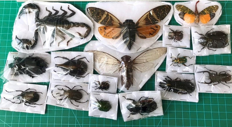 15 Real Beetle Bee Cicada Scorpion Preserved Specimen Dried Insect Dead Bug Unmounted Raw Oddity Taxidermy Entomology Artwork Creepy Spooky Curiosities Home Decor Bug Preserved BOSET10 15 Real Beetle