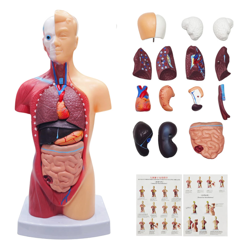 2026 New 11 inch Human Body Model for Kids, 15 Pcs Removable Human Torso Anatomy Model for Teaching, Students and Medical Education Display, with Product Manual