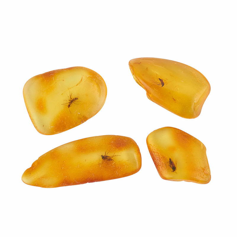 Baltic Amber Natural Fossil Insects,Insects from Millions of Years ago-Four Sets,True Insect Samples-Science Classroom Science Education Animal Specimens (Small Amber Fossil Insects) Small Amber Fossil Insects