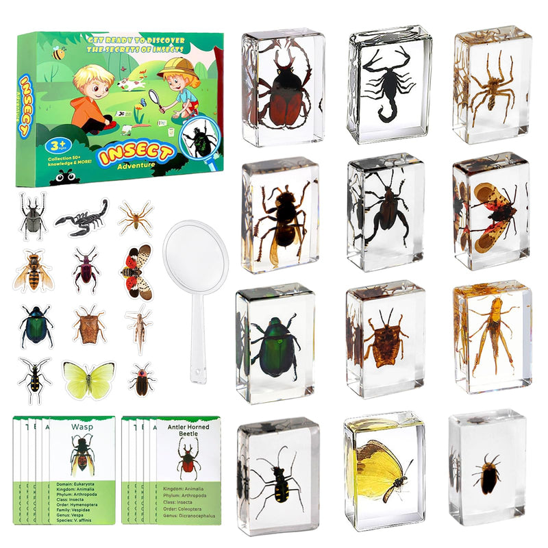Insect in Resin Specimen, 12 PCS Scientific Educational Bugs Collection, Real Specimens of Various Butterflies and Beetles Preserved, Stickers, Science Classroom Preschool Display(Total 61pcs)