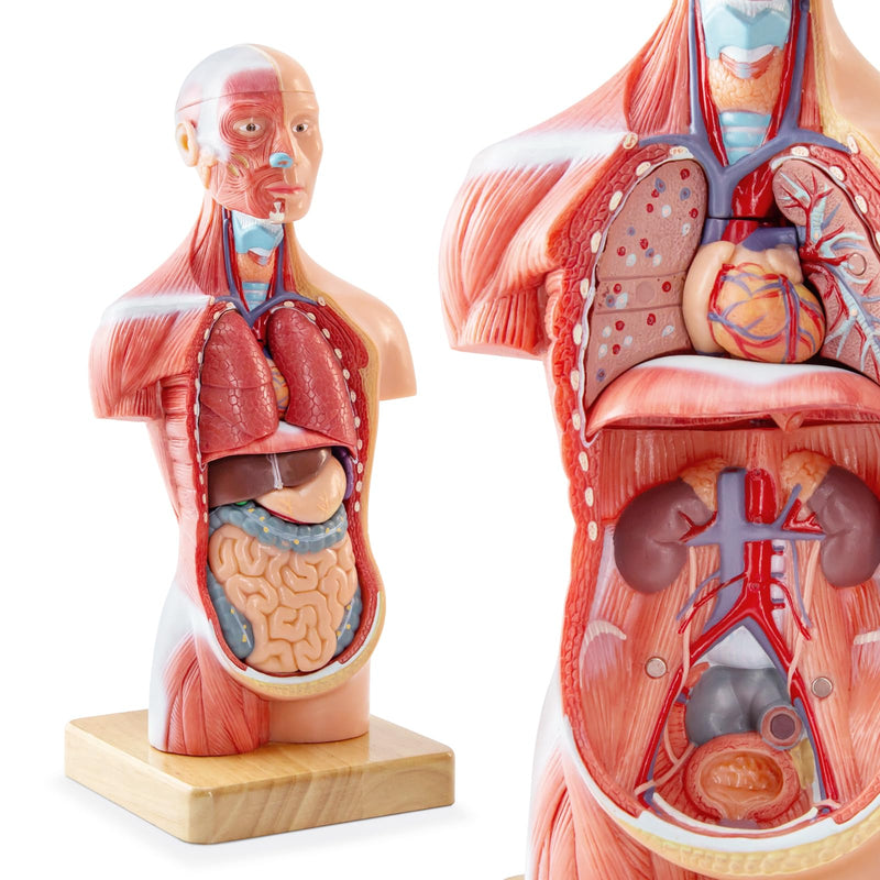 Human Body Model for Anatomy Study, 15 Part 11'' Human Torso Model with Removable Organs Brain Lung Stomach Heart for Medical Student Lab & Classroom Use