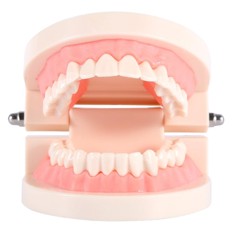  [AUSTRALIA] - Toothbrush Model, Dental Standard Tooth Model Toothbrush Model PVC Dental Demonstration Tooth Model, Science Lab Education Curriculum Support