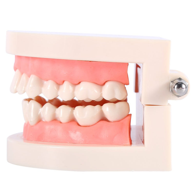  [AUSTRALIA] - Toothbrush Model, Dental Standard Tooth Model Toothbrush Model PVC Dental Demonstration Tooth Model, Science Lab Education Curriculum Support