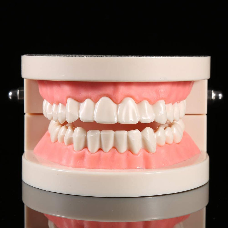  [AUSTRALIA] - Standard dental tooth model PVC dental teaching study tooth model children's brush education teaching tooth model demonstration