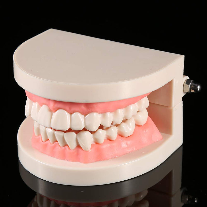  [AUSTRALIA] - Toothbrush Model, Dental Standard Tooth Model Toothbrush Model PVC Dental Demonstration Tooth Model, Science Lab Education Curriculum Support