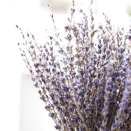  [AUSTRALIA] - Timoo Dried Lavender Bundles 100% Natural Dried Lavender Flowers for Home Decoration, Photo Props, Home Fragrance, 2 Bundles Pack