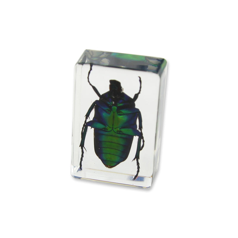 REALBUG Green Chafer Beetle Paperweight (1 1/8 x 1 3/4 x 3/4) - LeoForward Australia