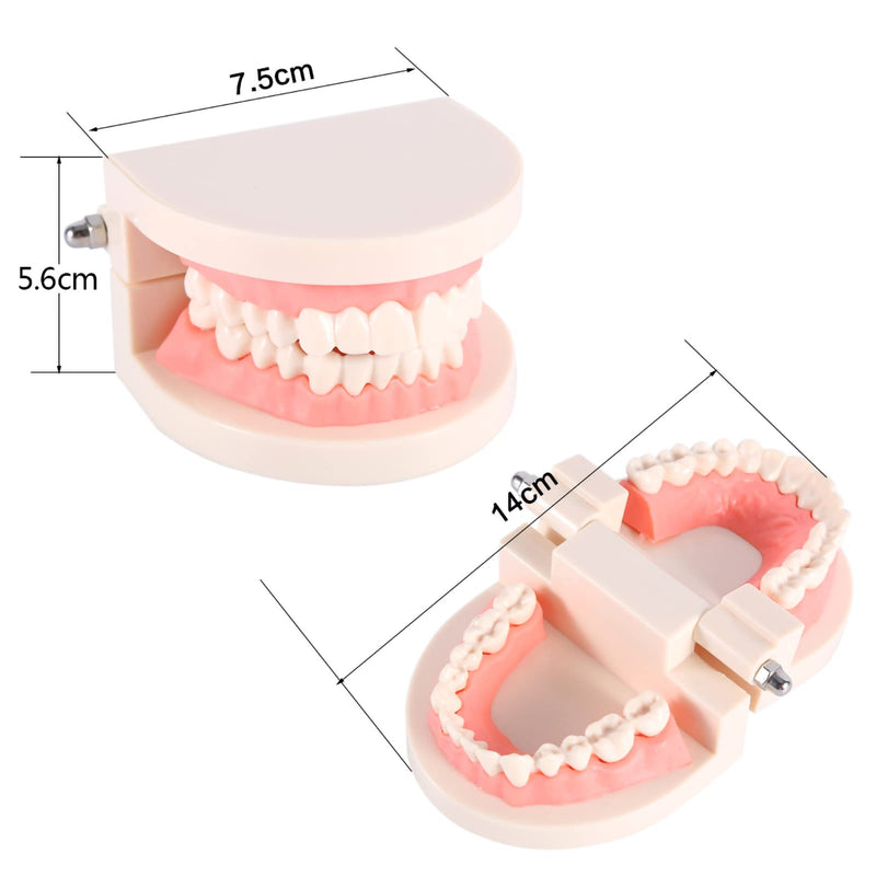  [AUSTRALIA] - Toothbrush Model, Dental Standard Tooth Model Toothbrush Model PVC Dental Demonstration Tooth Model, Science Lab Education Curriculum Support