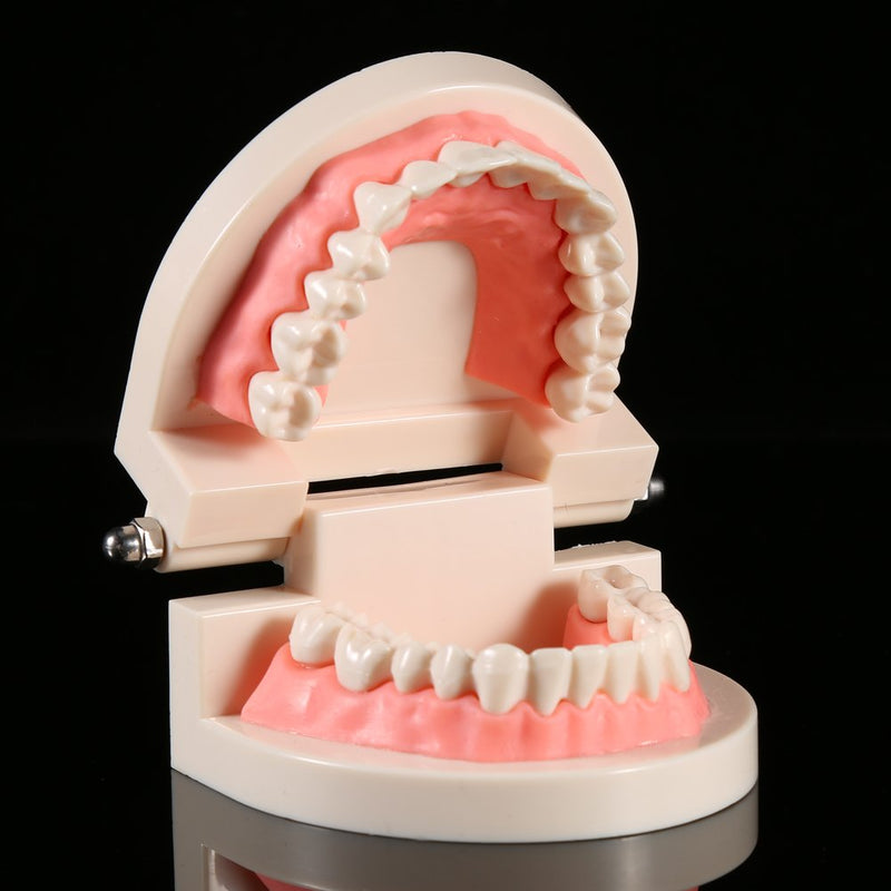  [AUSTRALIA] - Toothbrush Model, Dental Standard Tooth Model Toothbrush Model PVC Dental Demonstration Tooth Model, Science Lab Education Curriculum Support