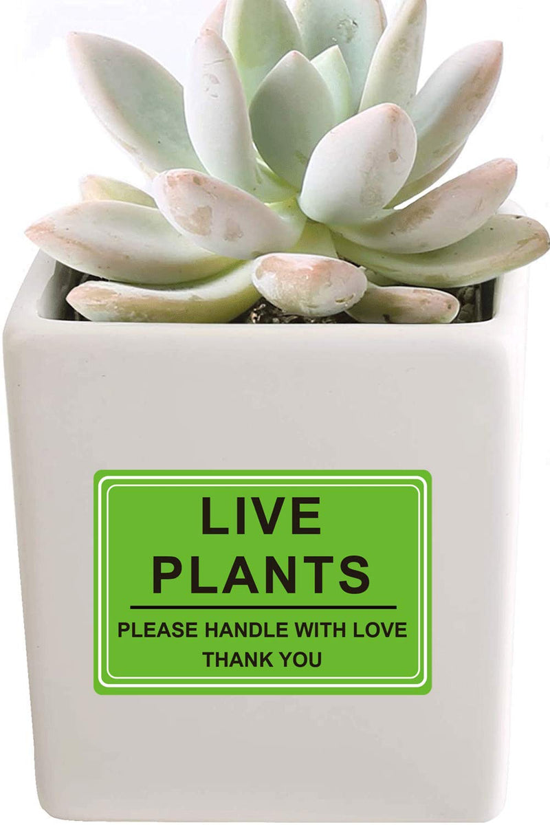 Green Live Plants Stickers for Shipping 2x3 inch Please Handle with Love Stickers Fragile Shipping Labels for Warehouse Pallet 250 pcs per roll Green 2 x 3 inch - LeoForward Australia