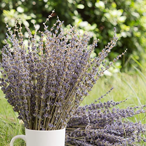  [AUSTRALIA] - Timoo Dried Lavender Bundles 100% Natural Dried Lavender Flowers for Home Decoration, Photo Props, Home Fragrance, 2 Bundles Pack