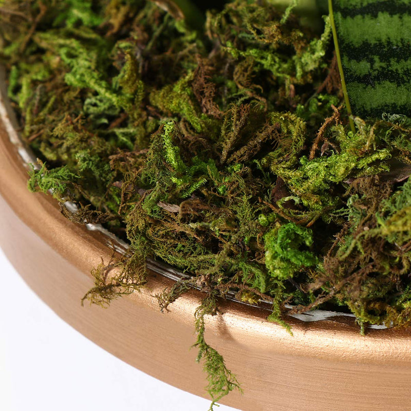  [AUSTRALIA] - WINOMO 3 Packs of Artificial Moss Dried Moss Fake Lichen Plants for Fairy Garden Decoration 60g/Pack Dark Green