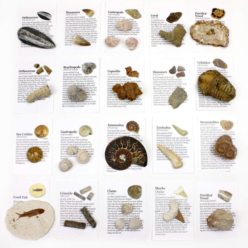 Dancing Bear Fossil Collection Set, 20 Real Premium Specimens: Trilobite, Ammonite, Fish Fossil, Shark Tooth, Petrified Wood, Dinosaur Bone, Fossil Book, Time Scale, ID Cards, STEM Science Kit - LeoForward Australia