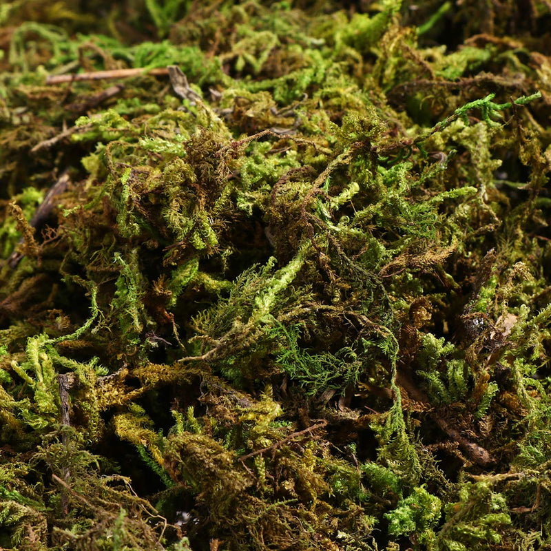  [AUSTRALIA] - WINOMO 3 Packs of Artificial Moss Dried Moss Fake Lichen Plants for Fairy Garden Decoration 60g/Pack Dark Green