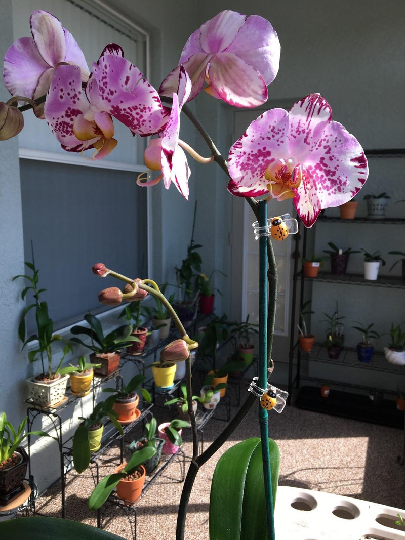 HONBAY 20PCS Cute Ladybug Plant Clips Orchid Clips Orchid Support Clips - LeoForward Australia