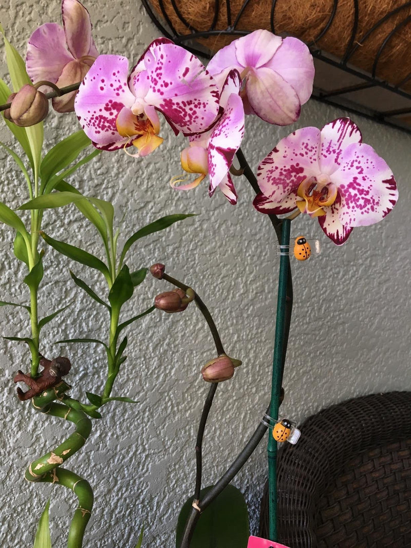 HONBAY 20PCS Cute Ladybug Plant Clips Orchid Clips Orchid Support Clips - LeoForward Australia