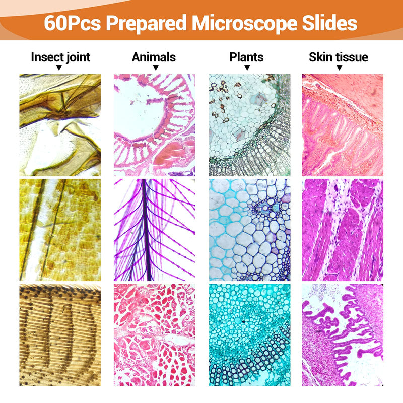  [AUSTRALIA] - 60 Prepared Microscope Slides for Kids & Students, Microscope Glass Slide Set Including Animal & Plant Specimens, Suitable for School and Home Education Set of 60Pcs