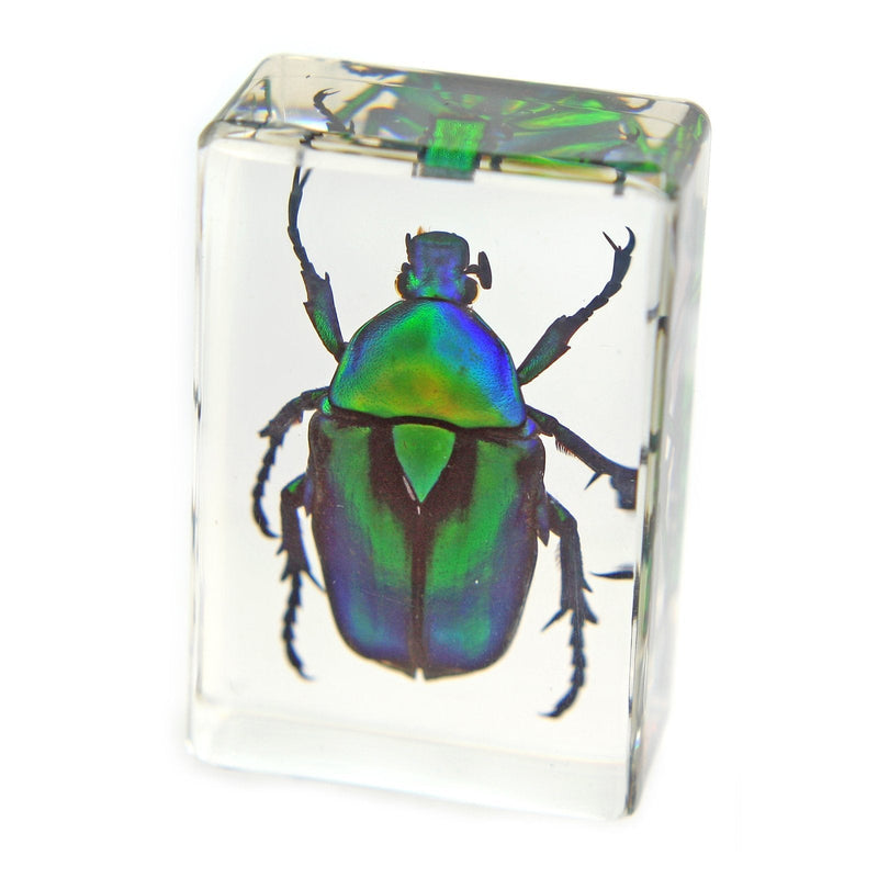 REALBUG Green Chafer Beetle Paperweight (1 1/8 x 1 3/4 x 3/4) - LeoForward Australia