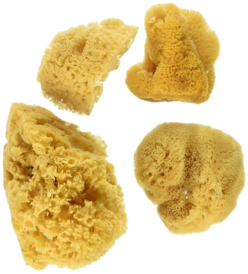 Natural Ocean Artist Sponges, 3 Silk/1 Jumbo, 4/pkg Original Version - LeoForward Australia