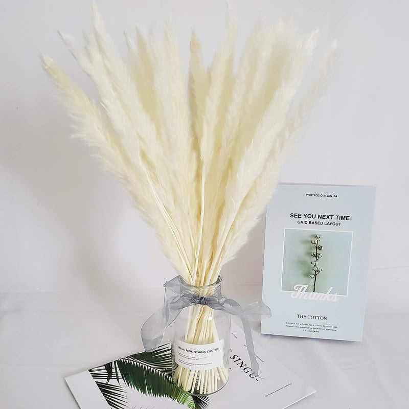  [AUSTRALIA] - Belle Fleur 30 Pcs Natural Dried Pampas Grass Reed Grass Plume Dried Flower Phragmites Communis for Wedding Flower Arrangements Home Decor (White)